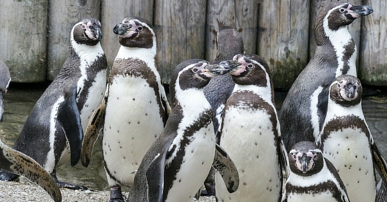 3 Incredible Ways Remote Control Animals Could Save Your Life